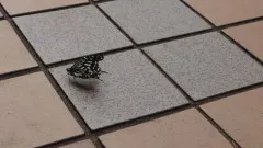 片翼の蝶