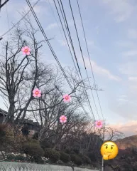 桜開花予報に??期待??