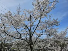 萬天堂の桜祭りはまだまだ続いています?