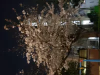 去年の夜桜