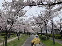 桜並木を散歩してきました。