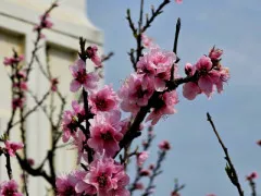 桜の咲き始め?