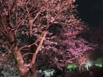 桜ライトアップ〜☆