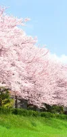 お花見できなかった....