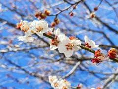 桜と春イベント?
