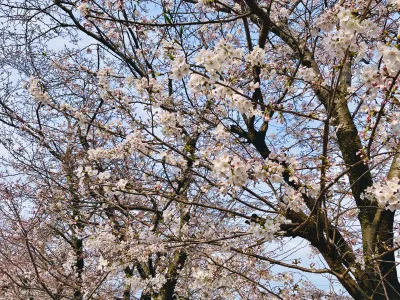 桜祭りスタート?