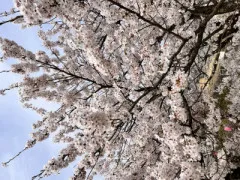 桜祭り＠北上