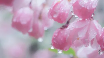 春の雨