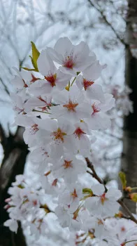 【桜】