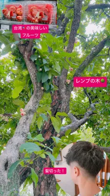 【レンブの木】