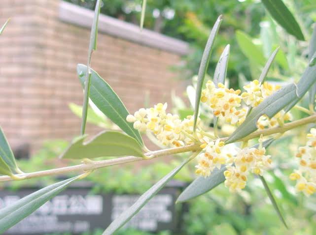 【アキラ⭐︎女風TOKYO】5月26日の誕生花「オリーブ」