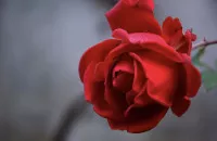 【アキラ⭐︎女風TOKYO】6月1日の誕生花「赤い薔薇」