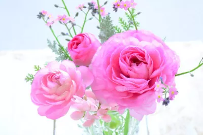 【アキラ⭐︎女風TOKYO】5月25日の誕生花「ラナンキュラス」