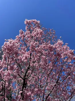 桜は散っても…