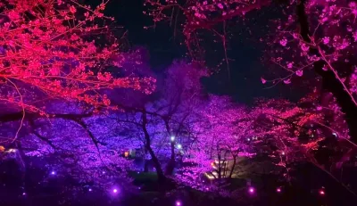 【夜桜】