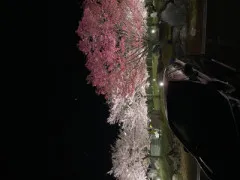 夜桜見てきたよん！