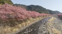 桜の季節！！