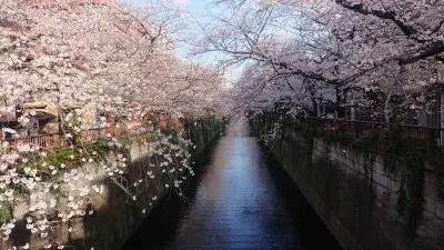 ｜山田福｜桜の季節