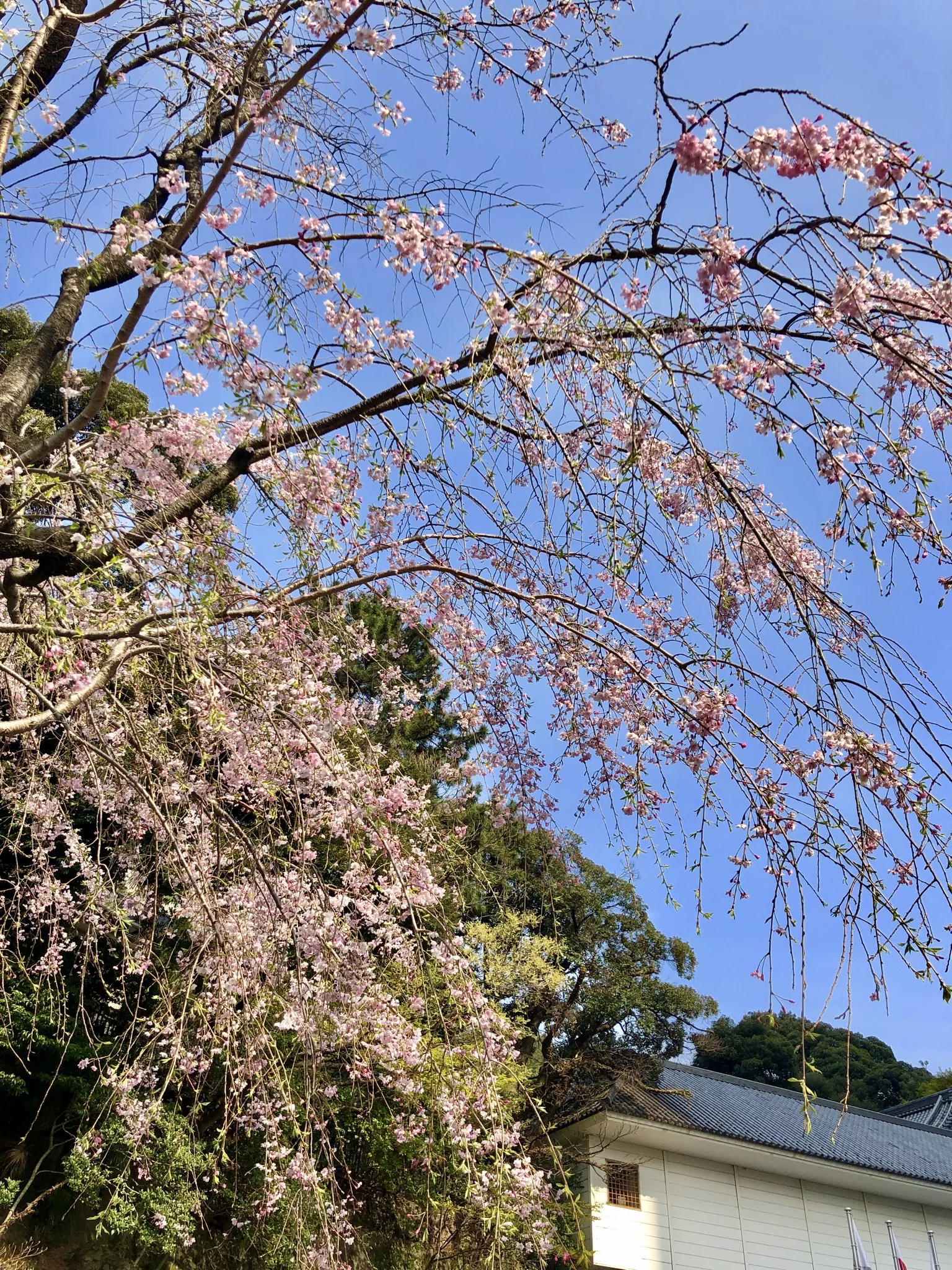 サクラ さくら 桜〜☆