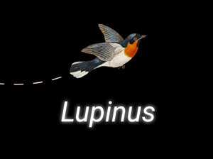 Lupinusのロゴ画像
